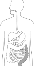 Drawing of the digestive system with sigmoid colon, rectum, and anus highlighted.