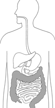 Drawing of the digestive system with colon, rectum, and anus highlighted.