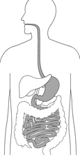 Drawing of the digestive system with esophagus, stomach, duodenum, and small intestine highlighted.