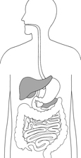 Drawing of the digestive system with liver and pancreas highlighted.