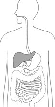 Drawing of the digestive system with liver highlighted.