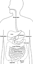 Drawing of the digestive system with parts labeled: esophagus, stomach, liver, gallbladder, duodenum, pancreas, small intestine, large intestine, appendix, rectum, and anus.