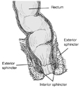 Drawing of cross section of the rectum and anus, with rectum, two exterior sphincters, and two interior sphincters labeled.