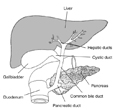 Drawing of the biliary system with the liver, gallbladder, pancreas, and duodenum with appendant ducts labeled.