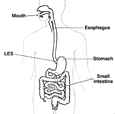 Drawing of the digestive system, with the mouth, esophagus, lower esophageal sphincter (LES), stomach, and small intestine labeled.