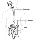 Drawing of the digestive system with esophagus, stomach, and small intestine labeled.