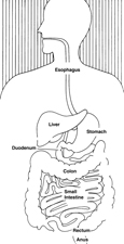 Drawing of the digestive system with esophagus, liver, stomach, duodenum, colon, small intestine, rectum, and anus labeled.