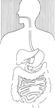 Drawing of the digestive system.