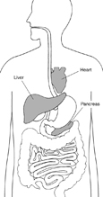 Drawing of the digestive system with heart, liver, and pancreas highlighted and labeled.