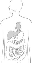 Drawing of the digestive system with heart, liver, and pancreas highlighted.