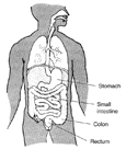 Drawing of the digestive system with stomach, small intestine, colon, and rectum labeled.