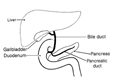 Drawing of the pancreas in relation to other local organs and conduits, with the liver, bile duct, gallbadder, duodenum, pancreas, and pancreatic duct labeled.