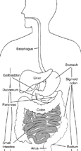 Drawing of the digestive system with small intestine highlighted and parts labeled: esophagus, stomach, liver, gallbladder, duodenum, pancreas, small intestine, colon, rectum, and anus.