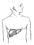 Drawing of the location of the liver in the human body, with the liver labeled.