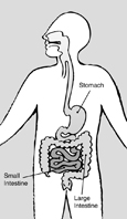 Drawing of the digestive system with the stomach, small intestine, and large intestine labeled.