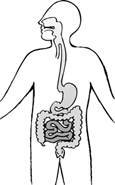 Drawing of the digestive system.