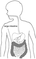 Drawing of a child's digestive system with the larger intestine labeled and shaded.