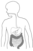 Drawing of child's digestive system with the large intestine shaded.