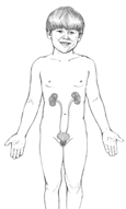 Drawing of the kidneys and urinary tract within the outline of a young boy.