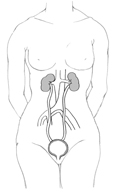Drawing of the female urinary tract within the outline of an adult.