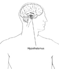 Drawing of the brain with the hypothalamus highlighted and labeled.