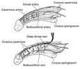 Two drawings of the penis: the top one showing the arteries of the penis and the bottom one showing the veins of the penis.  The top drawing contains labels for the cavernous artery, dorsal artery, corpora cavernosa, bulbourethral artery, and corpus.