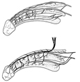 Two drawings of the penis: the top one showing the arteries of the penis and the bottom one showing the veins of the penis.