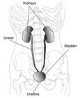 Drawing of the urinary tract with labels for the kidneys, ureters, bladder, and urethra.