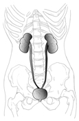 Drawing of the urinary tract showing its location within skeletal structure.