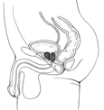 Side view drawing of the male urinary tract.