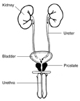 Drawing of front view of male urinary tract with labels for the kidneys, ureters, bladder, urethra, and prostate.
