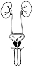 Drawing of the front view of the male urinary tract.