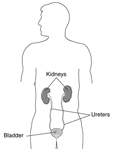Drawing of the urinary tract in an adult male with labels for the kidneys, bladder, and ureters.