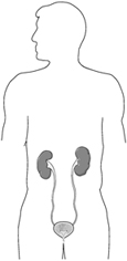 Drawing of the urinary tract in an adult male outline.