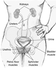 Drawing of the female urinary tract with labels for the kidneys, ureters, urine, bladder muscle, urethra, pelvic floor muscles, and sphincter muscles.