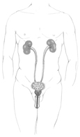 Drawing of the male urinary tract.