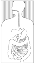 Drawing of an upper torso showing the pancreas and the digestive system.