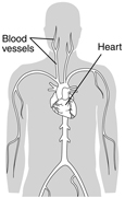 Drawing of an upper torso showing the blood vessels and heart with both labeled.