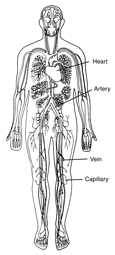 Drawing of a body showing and labeling the heart, arteries, veins, and capillaries.