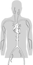 Drawing of an upper torso showing the location of the heart and blood vessels.