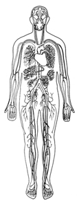 Drawing of a body showing the heart, arteries, veins, and capillaries.