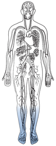 Drawing of a body with the arteries outlined and feet and legs shadowed.
