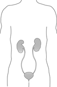 Drawing of a body showing the kidneys, ureters, and bladder.