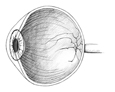 Drawing of a cross section of an eye showing no diabetic damage.