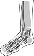 Drawing of a foot showing blood vessels, bones, and nerves.