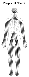 Drawing of a body showing the location of the peripheral nerves with the label 