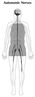 Drawing of a body showing the location of the autonomic nerves with the label 