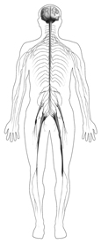Drawing of a body showing the nervous system.