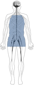 Drawing of a body showing the location of the autonomic nerves.