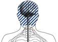 Drawing of a head showing the location of the cranial nerves.